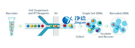 中國人自己的微流控單細胞測序儀來了！_微流控Drop-seq,微流控技術(shù)