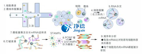 中國人自己的微流控單細胞測序儀來了！_微流控Drop-seq